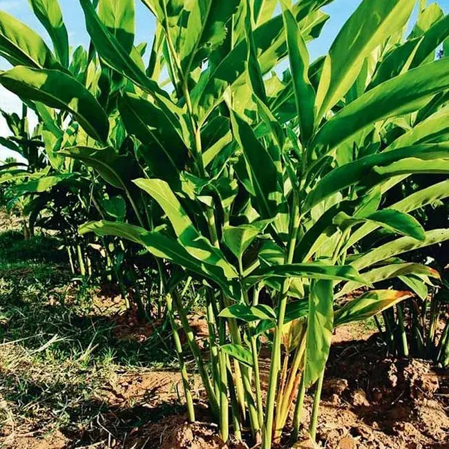 FMS Laos Struik.webp