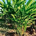 FMS Laos Struik.webp