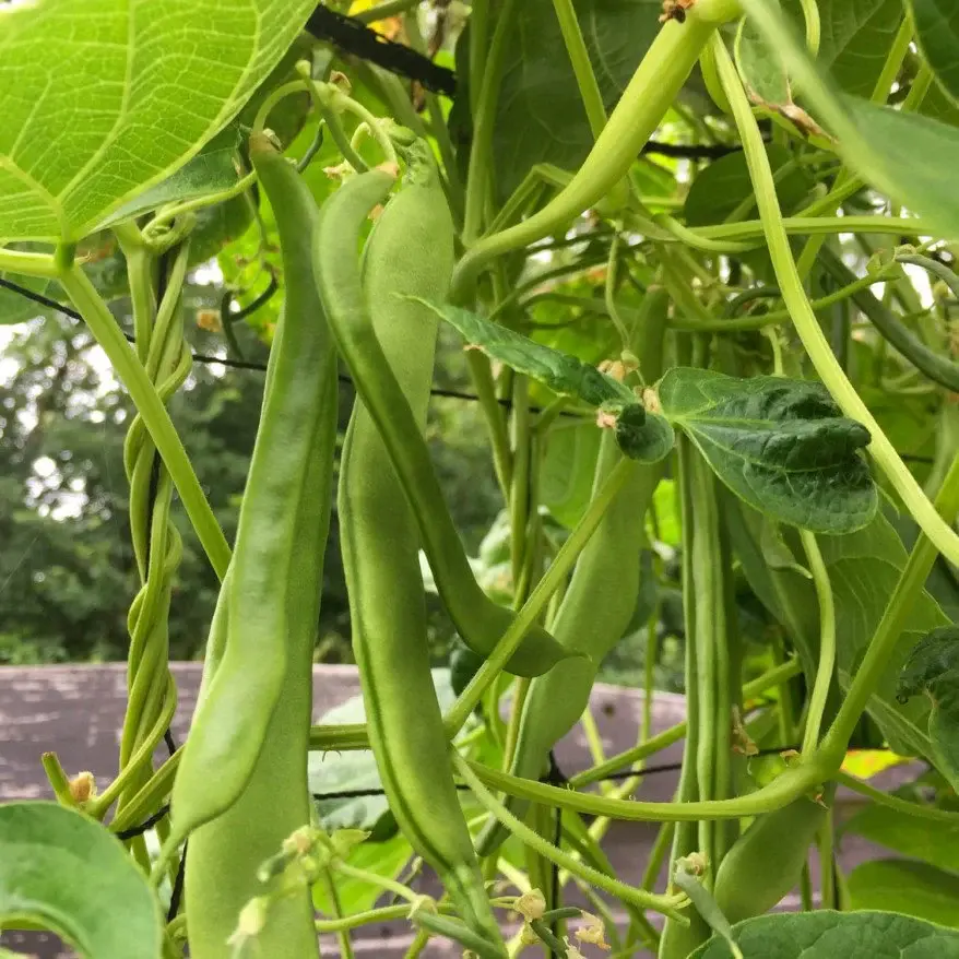 FMS Snijbonen Plant.webp