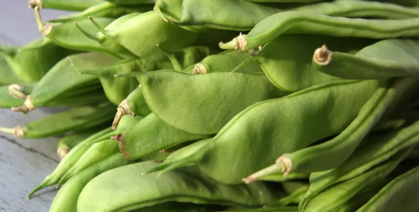 FMS Snijbonen 2.webp