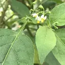 FMS Gomawiri Blad.jpg.webp