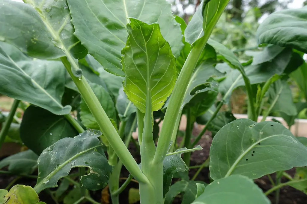 FMS Kailan Plant.webp