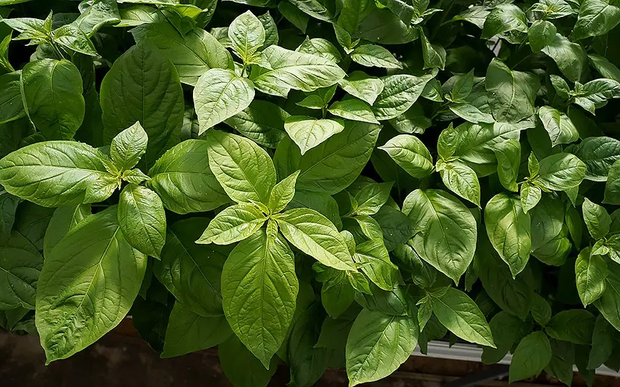 FMS Bitawiri Plant.webp