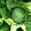 FMS Kaisoi Plant.webp