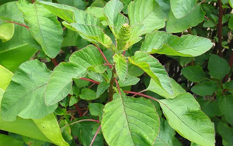 FMS Klaroen Plant.webp