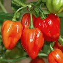 FMS Rode Peper Plant.webp