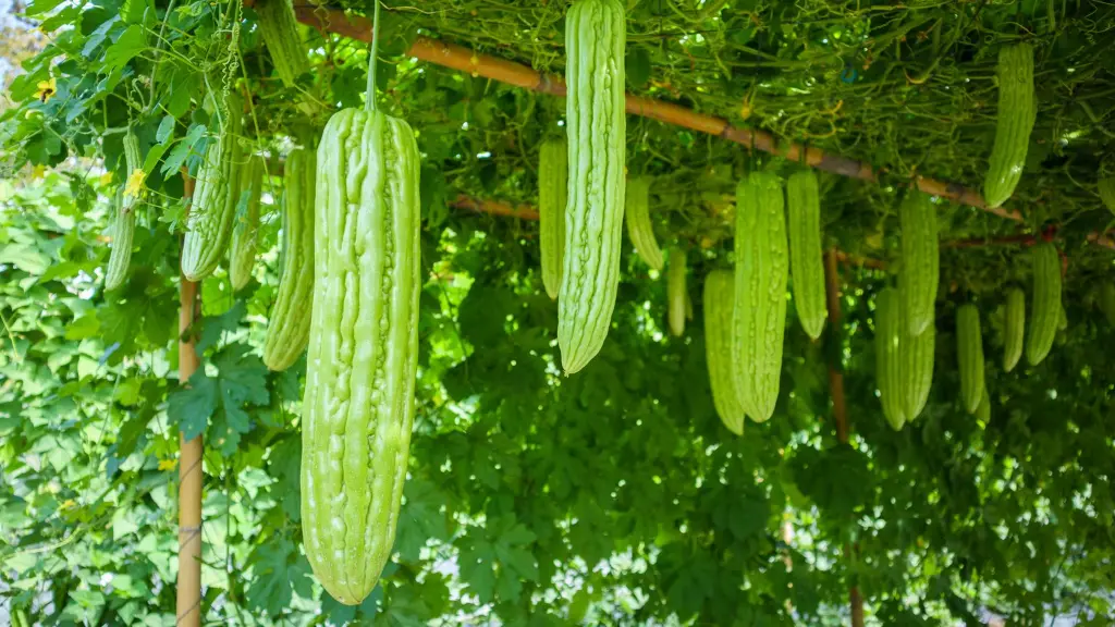 FMS Sopropo Plant.webp