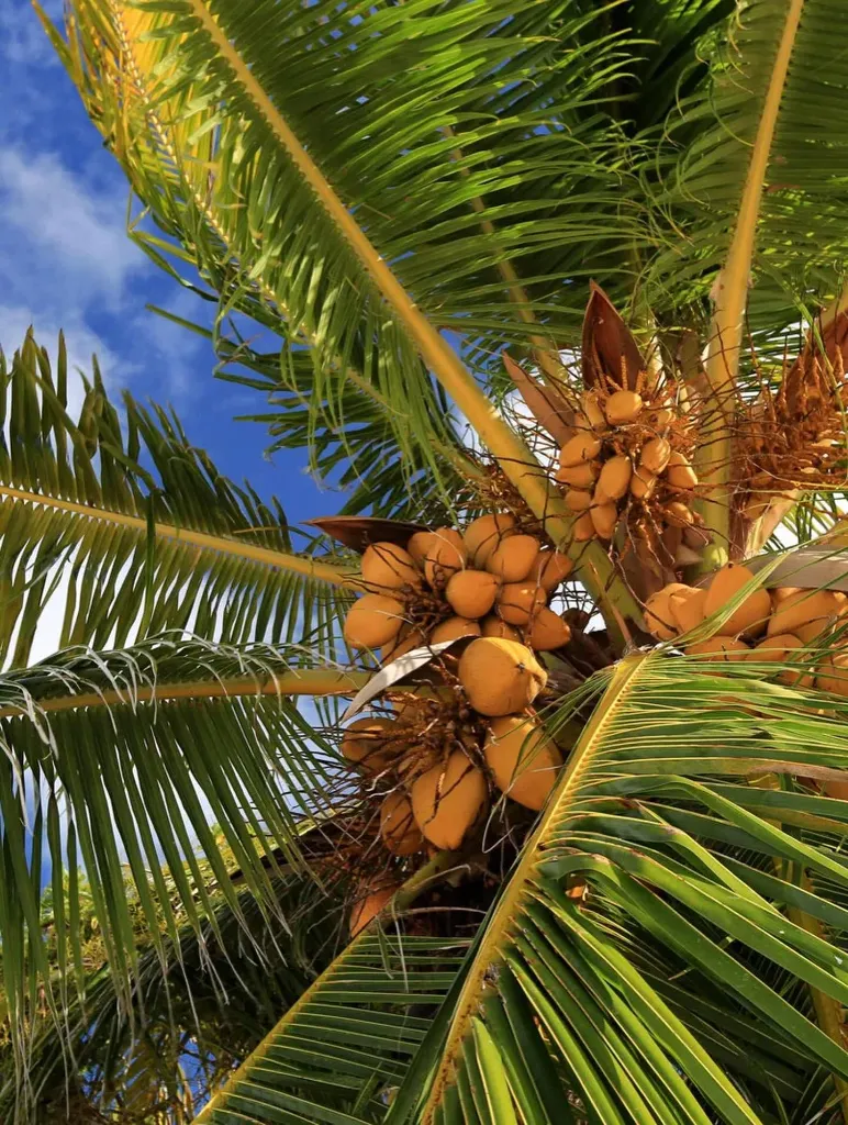 Kokosboom