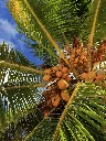 Kokosboom