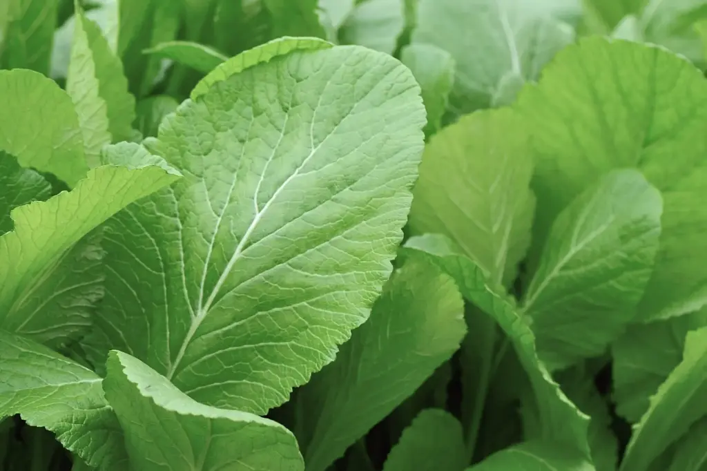 Amsoi