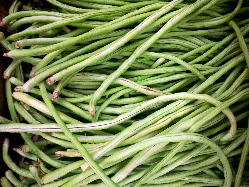 Kousenband (Kouseband)