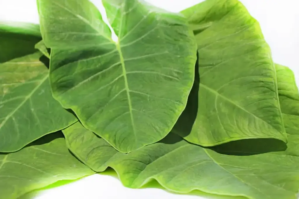 Tajerblad (Tayerblad)