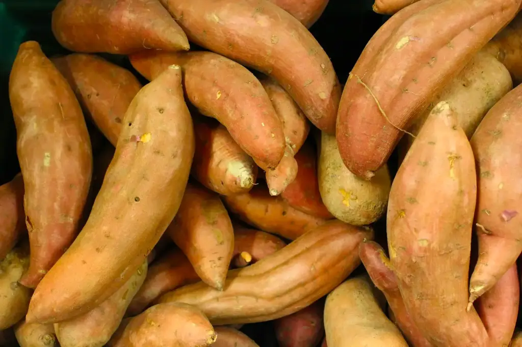 Zoete Patat (Zoete Aardappel)