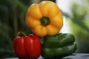 Paprika